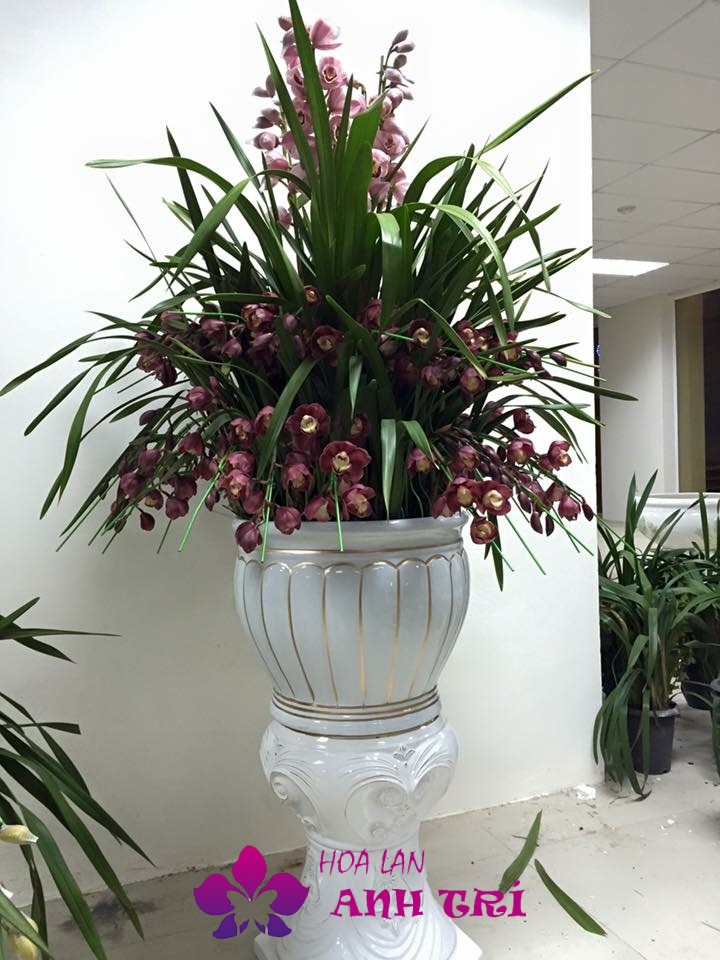 Chậu hoa địa lan màu tím hột văn phòng
